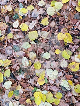 Autumn background: fallen yellow and brown leaves among grass