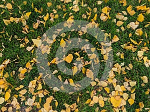 Autumn background. Fallen yellow leaves lie on bright green grass