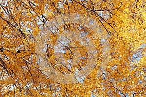 Autumn background, foliage tree