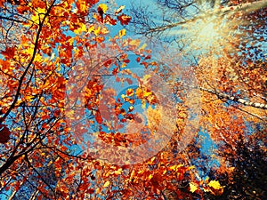 Autumn background forest with yellow red leaves with sunny light beams