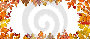 Autumn background. A frame made of autumn leaves. Autumn banner. Background with copy space. Horizontal. Top view.