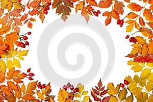 Autumn background. A frame made of autumn leaves. Autumn banner. Background with copy space. Horizontal. Top view.