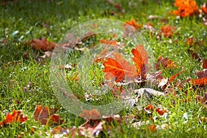 Autumn background. Glowing orange leaves on green grass