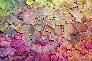 Autumn background - Gradient of multicolored fall maple leaves.