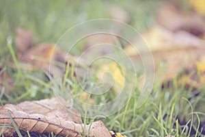 Autumn background. Hazy defocused colorful autumn leaves on the grass. Dry leaves texture.