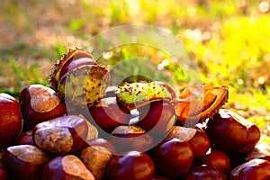 Autumn Background With Horse Chestnuts