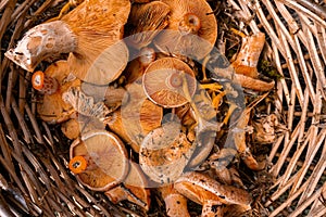 Autumn background. Inside view of a wicker basket full of fresh and wild mushrooms. Autumn scene. Top view photo