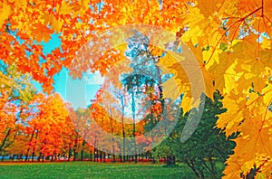 Autumn background landscape. Yellow color tree, red orange foliage in fall forest Abstract autumn nature beauty scene Su