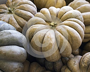 Autumn Background of large Rumbo pumpkins photo