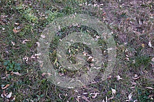 autumn background: leaves in dry grass