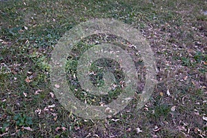 autumn background: leaves in dry grass