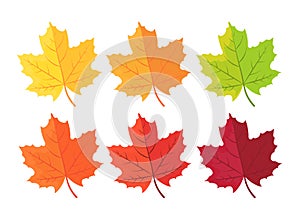 Autumn background with leaves. Maple leaf in red yellow brown and green