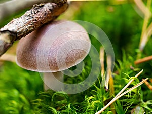 Autumn background. Macro of beautiful poisonous mushroom toadstool in green moss