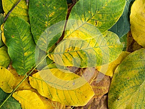 autumn background made of green and yellow colored walnut leaves