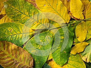 autumn background made of green and yellow colored walnut leaves