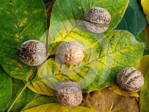 autumn background made of green and yellow colored walnut leaves and spread ripe walnuts