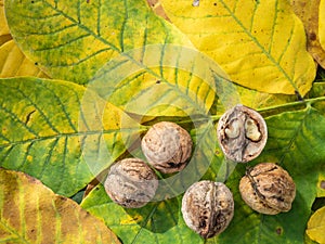 autumn background made of green and yellow colored walnut leaves and spread ripe walnuts