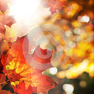 Autumn Background with Maple Leaves. Abstract Fall Border