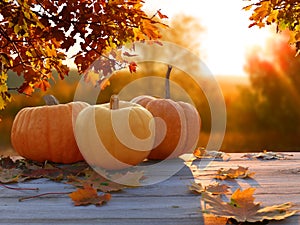 Autunno acero foglie un zucca. ringraziamento 