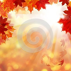 Autumn Background with Maple Leaves and Sun Ligth photo