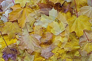 Autumn background. Maple leaves. top view