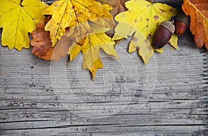 Autunno acero un Quercia foglie un ghiande 