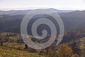 Autumn background in the mountains. Hills covered with yellow trees and firs