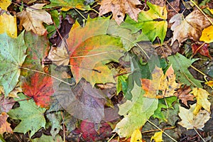 Autumn background Multi coloured leaves