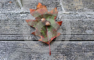 Autumn background - oak leaf on center and old wood background