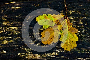 Autumn background oak leaves