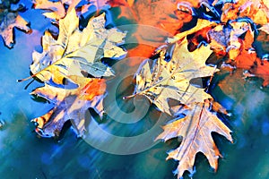 Autumn background with oak leaves floating on water