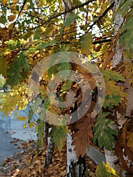 Autumn background with oak leaves in octobre photo