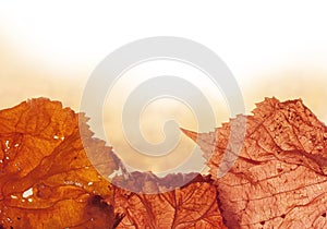 Autumn background