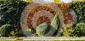 Autumn background. Ornamental trees and ivy