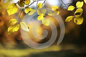 Autumn background in the park