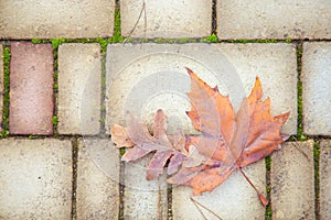 Autumn background from paving stones. Autumn abstraction with paving stones, pine needles and fallen maple leaves