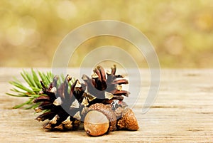 Autumn background with pine cones and oak acorns on wooden board against bokeh backdrop