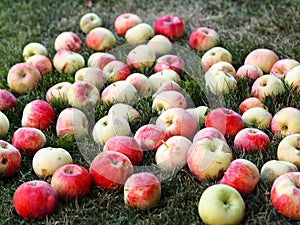 Autumn background. Red apples falling from a tree lies on the ground among green grass