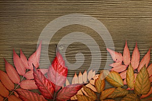 Autumn background. Red autumnal leaves on the dark brown wood background. Composition of leaves