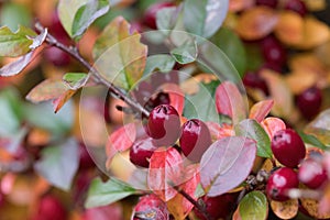 autumn background with red gaultheria