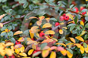 autumn background with red gaultheria