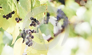 Autumn background with red grapes in a vineyard