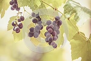 Autumn background with red grapes in a vineyard