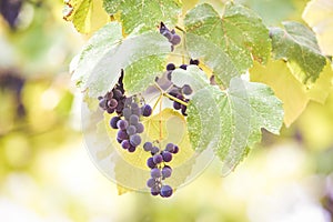 Autumn background with red grapes in a vineyard