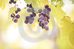Autumn background with red grapes in a vineyard