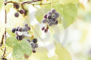 Autumn background with red grapes in a vineyard