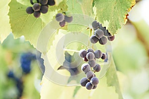 Autumn background with red grapes in a vineyard