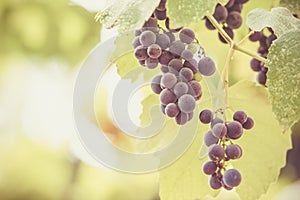 Autumn background with red grapes in a vineyard