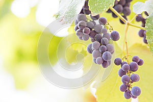 Autumn background with red grapes in a vineyard