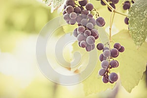 Autumn background with red grapes in a vineyard